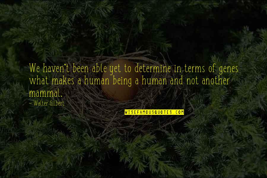 Respetuoso Quotes By Walter Gilbert: We haven't been able yet to determine in Respetuoso Quotes By Walter Gilbert: We haven't been able yet to determine in