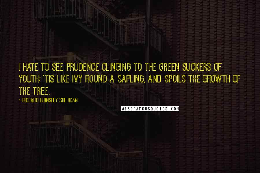 Richard Brinsley Sheridan quotes: I hate to see prudence clinging to the green suckers of youth; 'tis like ivy round a sapling, and spoils the growth of the tree.