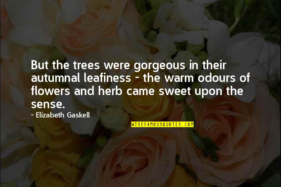 Romanians Quotes By Elizabeth Gaskell: But the trees were gorgeous in their autumnal