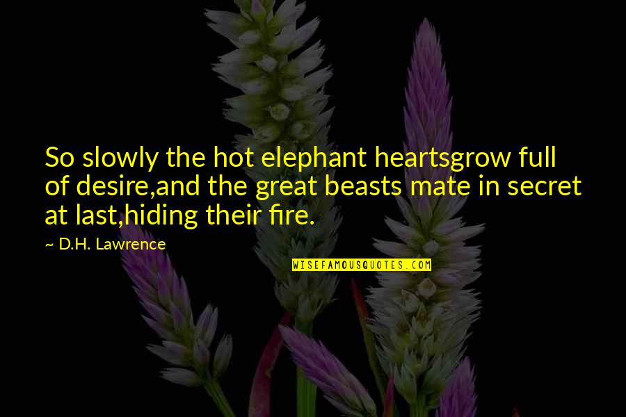 Romantic Chinese Fortune Cookie Quotes By D.H. Lawrence: So slowly the hot elephant heartsgrow full of
