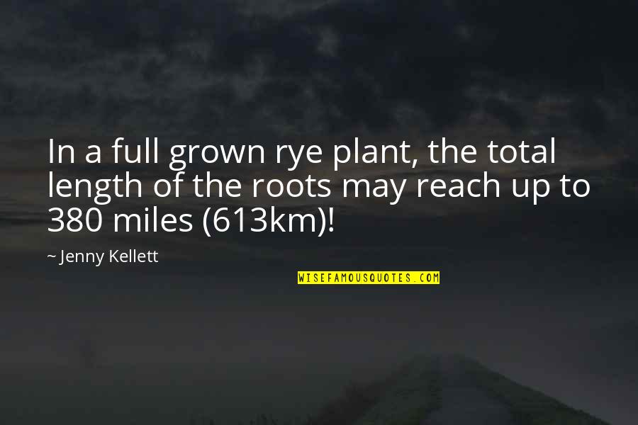 Roots Of Quotes By Jenny Kellett: In a full grown rye plant, the total