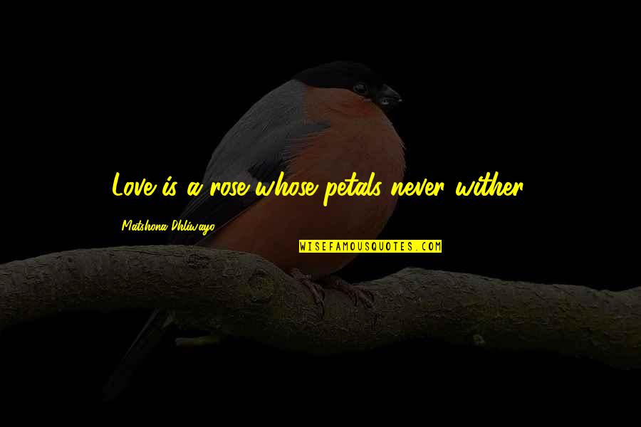 Rose Petals Quotes By Matshona Dhliwayo: Love is a rose whose petals never wither.