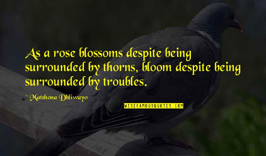 Rose Quotes And Quotes By Matshona Dhliwayo: As a rose blossoms despite being surrounded by