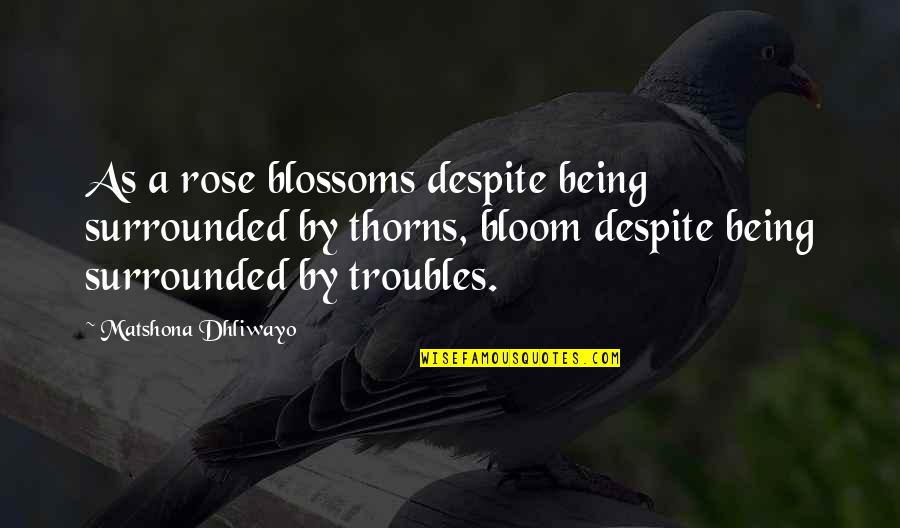 Rose With Thorns Quotes By Matshona Dhliwayo: As a rose blossoms despite being surrounded by