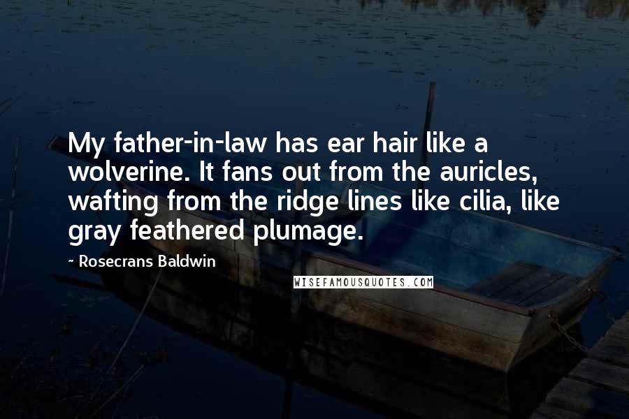 Rosecrans Baldwin quotes: My father-in-law has ear hair like a wolverine. It fans out from the auricles, wafting from the ridge lines like cilia, like gray feathered plumage. Rosecrans Baldwin quotes: My father-in-law has ear hair like a wolverine. It fans out from the auricles, wafting from the ridge lines like cilia, like gray feathered plumage.