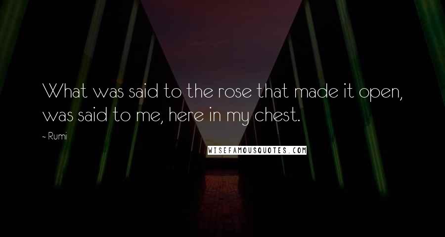 Rumi quotes: What was said to the rose that made it open, was said to me, here in my chest.