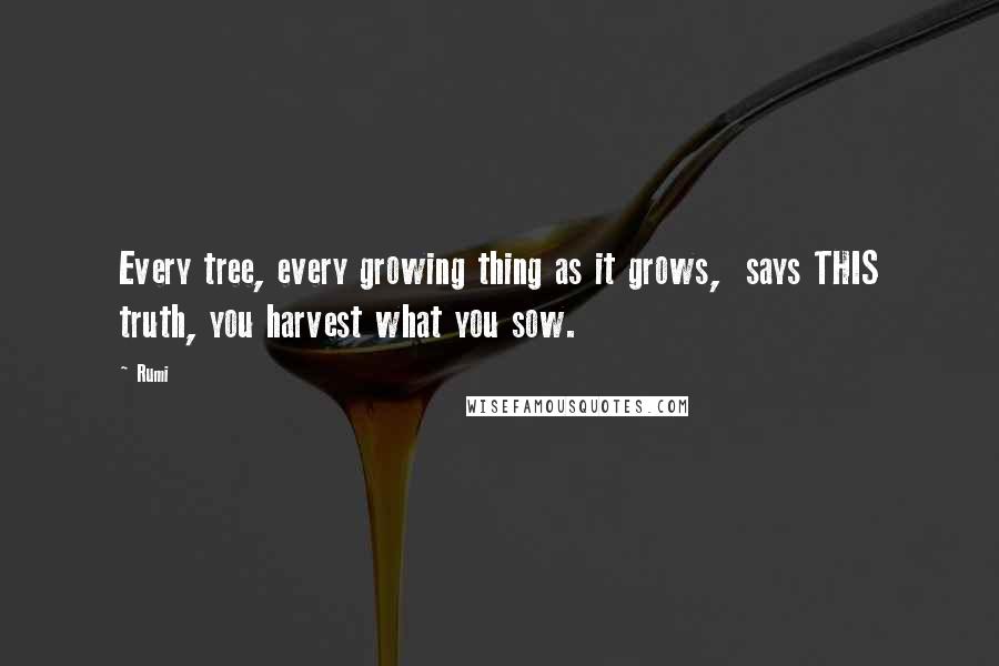 Rumi quotes: Every tree, every growing thing as it grows, says THIS truth, you harvest what you sow.