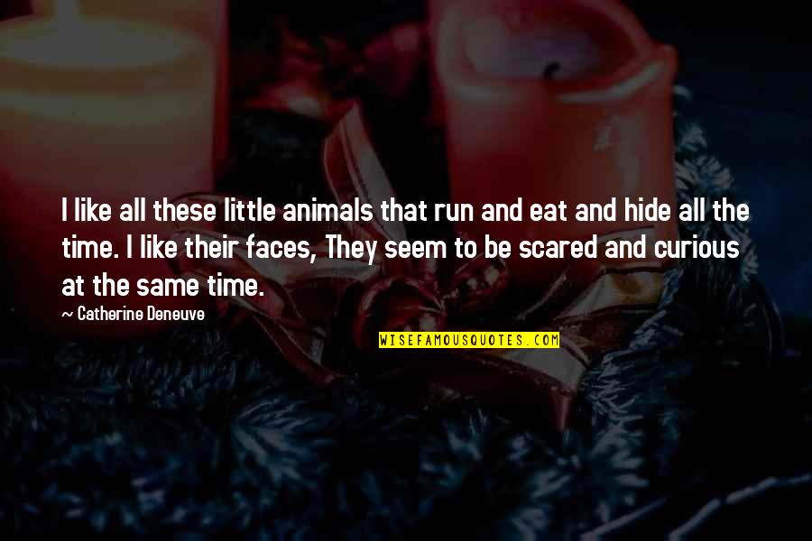 Run And Hide Quotes By Catherine Deneuve: I like all these little animals that run