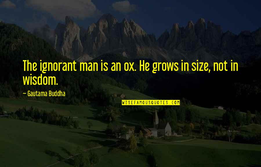 Rv Nation Quotes By Gautama Buddha: The ignorant man is an ox. He grows Rv Nation Quotes By Gautama Buddha: The ignorant man is an ox. He grows
