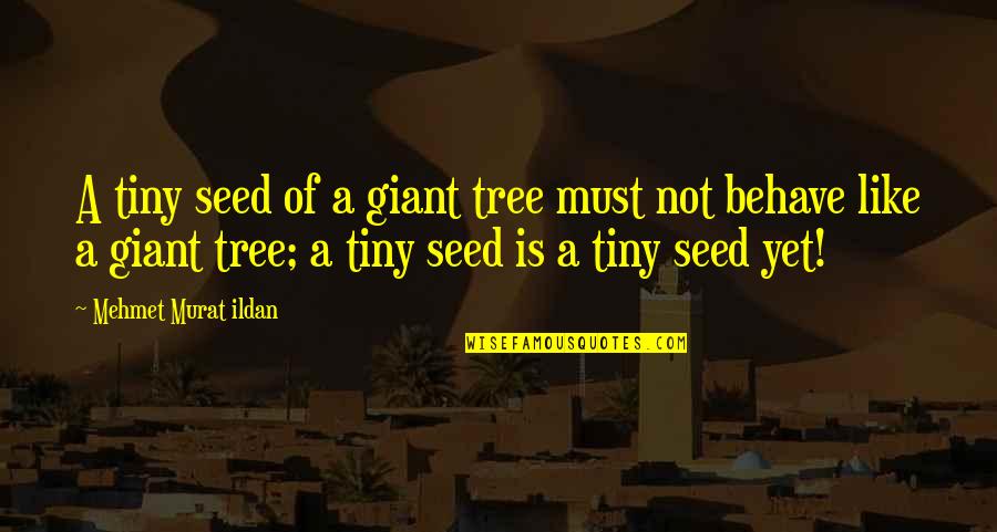 Sackar Quotes By Mehmet Murat Ildan: A tiny seed of a giant tree must