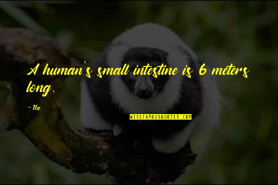 Sacrificial Love From Saints Quotes By Na: A human's small intestine is 6 meters long.