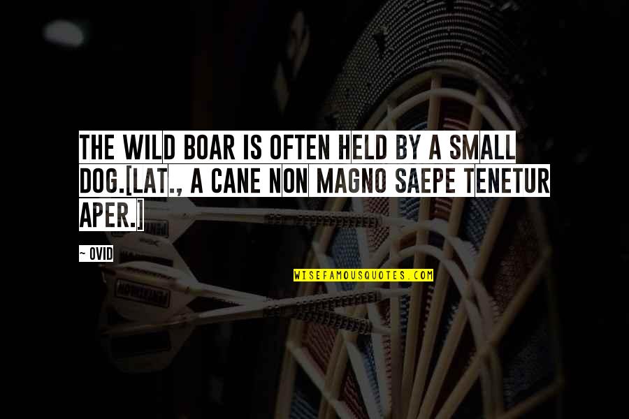 Saepe Quotes By Ovid: The wild boar is often held by a