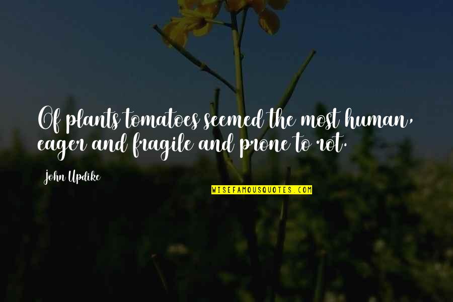 Saizen 8mg Quotes By John Updike: Of plants tomatoes seemed the most human, eager