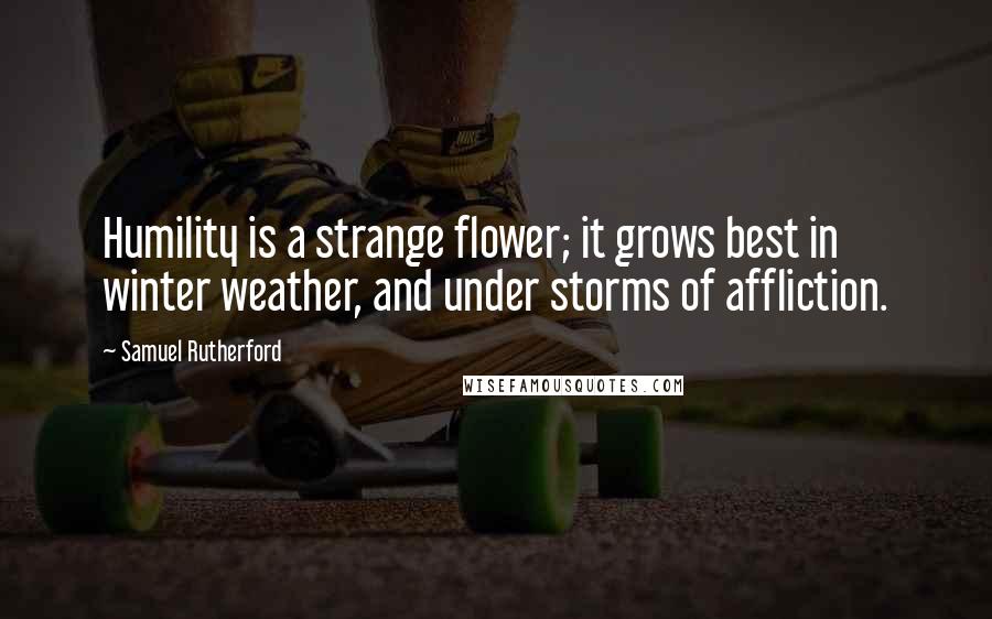 Samuel Rutherford quotes: Humility is a strange flower; it grows best in winter weather, and under storms of affliction.