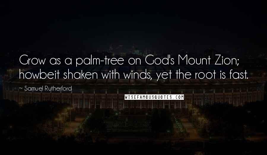 Samuel Rutherford quotes: Grow as a palm-tree on God's Mount Zion; howbeit shaken with winds, yet the root is fast.