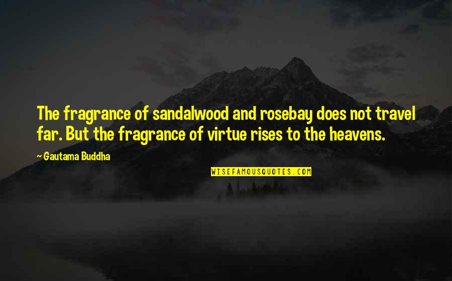 Sandalwood Quotes By Gautama Buddha: The fragrance of sandalwood and rosebay does not