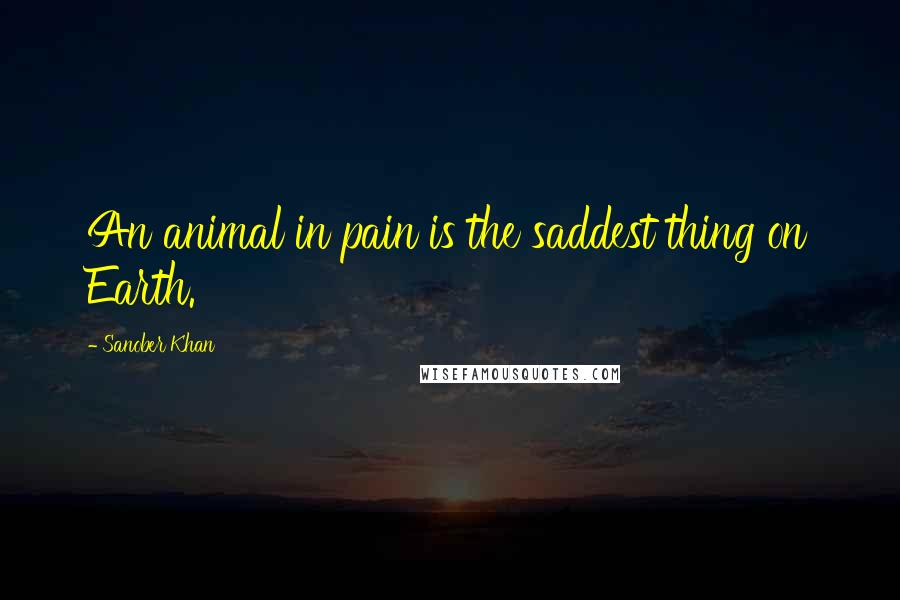 Sanober Khan quotes: An animal in pain is the saddest thing on Earth.