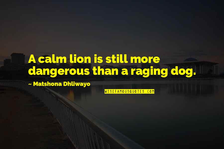 Saundra Messinger Quotes By Matshona Dhliwayo: A calm lion is still more dangerous than