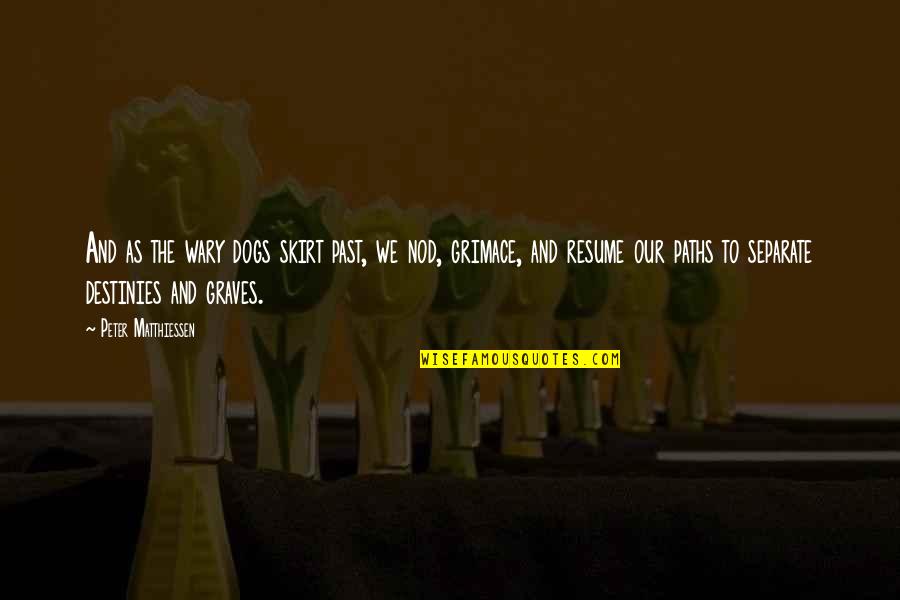 Scary Spiders Quotes By Peter Matthiessen: And as the wary dogs skirt past, we Scary Spiders Quotes By Peter Matthiessen: And as the wary dogs skirt past, we