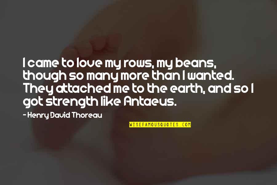 Scintillate Synonyms Quotes By Henry David Thoreau: I came to love my rows, my beans,