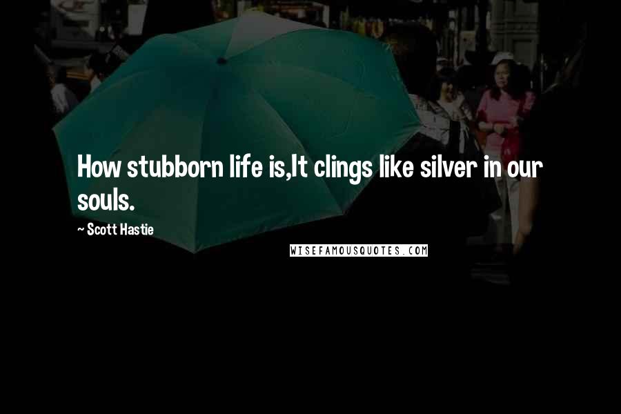 Scott Hastie quotes: How stubborn life is,It clings like silver in our souls.