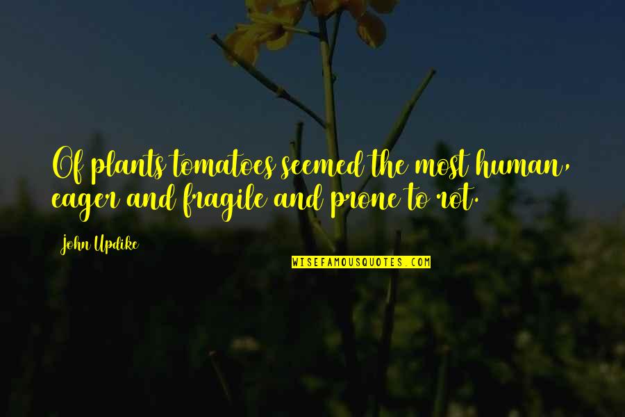 Scrapyards Quotes By John Updike: Of plants tomatoes seemed the most human, eager