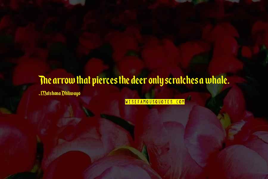 Scratches Quotes By Matshona Dhliwayo: The arrow that pierces the deer only scratches