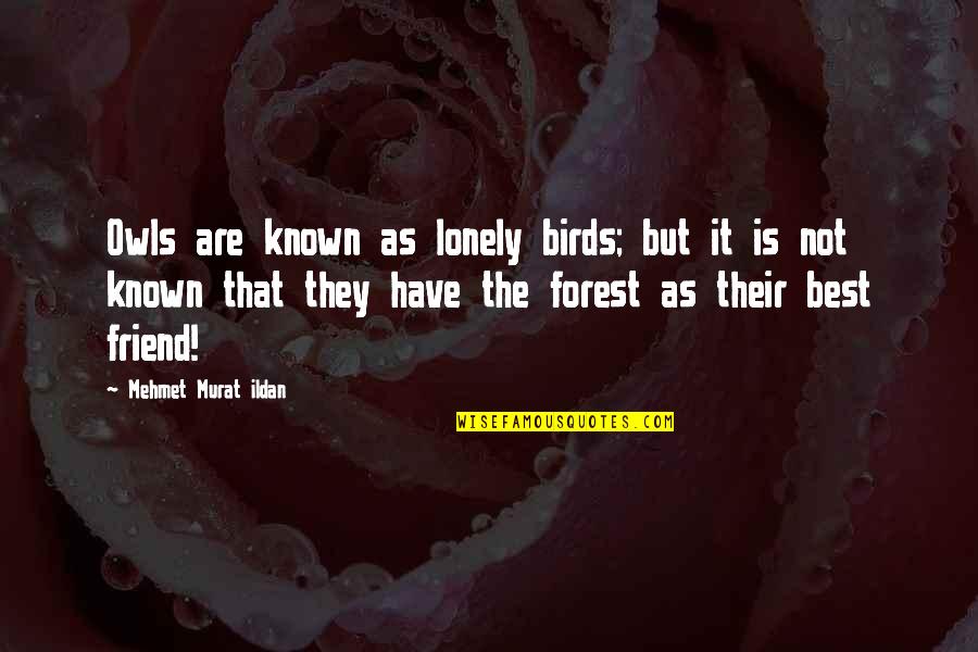 Sekito Kisen Quotes By Mehmet Murat Ildan: Owls are known as lonely birds; but it