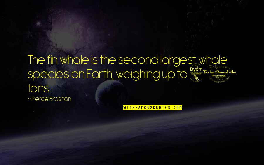Selecom Quotes By Pierce Brosnan: The fin whale is the second largest whale