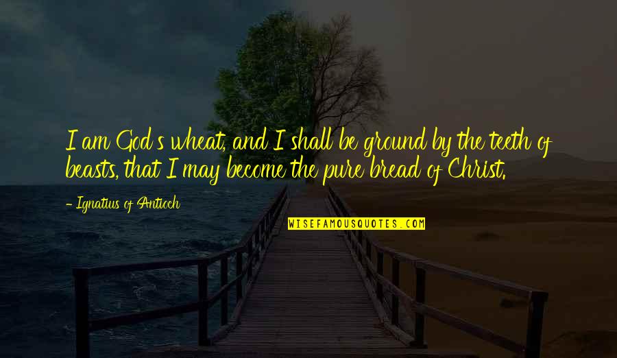 Seringkali Quotes By Ignatius Of Antioch: I am God's wheat, and I shall be Seringkali Quotes By Ignatius Of Antioch: I am God's wheat, and I shall be