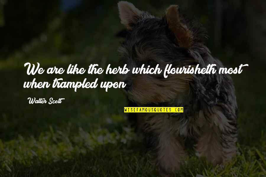 She Puts A Smile On Her Face Quotes By Walter Scott: We are like the herb which flourisheth most