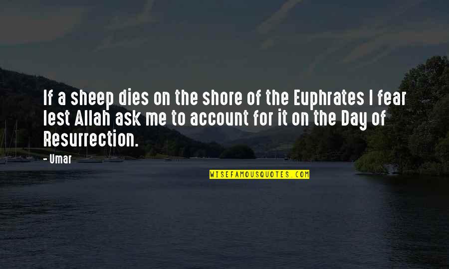Sheep Quotes By Umar: If a sheep dies on the shore of