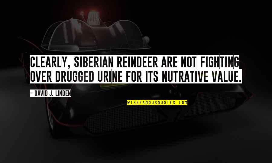 Siberian Quotes By David J. Linden: Clearly, Siberian reindeer are not fighting over drugged Siberian Quotes By David J. Linden: Clearly, Siberian reindeer are not fighting over drugged