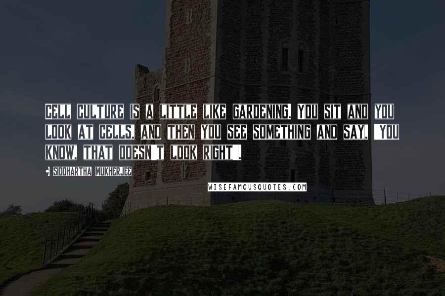 Siddhartha Mukherjee quotes: Cell culture is a little like gardening. You sit and you look at cells, and then you see something and say, 'You know, that doesn't look right'.