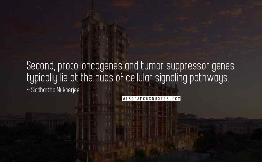 Siddhartha Mukherjee quotes: Second, proto-oncogenes and tumor suppressor genes typically lie at the hubs of cellular signaling pathways.