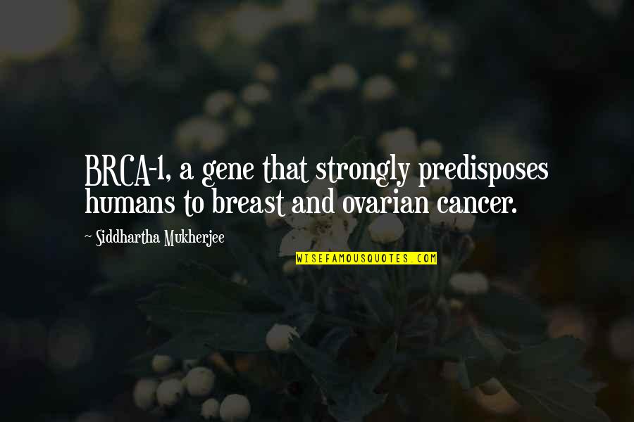 Siddhartha Quotes By Siddhartha Mukherjee: BRCA-1, a gene that strongly predisposes humans to Siddhartha Quotes By Siddhartha Mukherjee: BRCA-1, a gene that strongly predisposes humans to