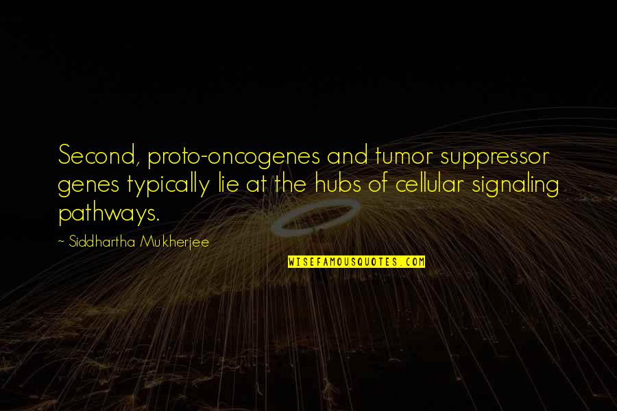 Siddhartha Quotes By Siddhartha Mukherjee: Second, proto-oncogenes and tumor suppressor genes typically lie Siddhartha Quotes By Siddhartha Mukherjee: Second, proto-oncogenes and tumor suppressor genes typically lie