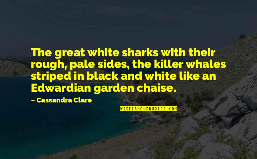 Sides Quotes By Cassandra Clare: The great white sharks with their rough, pale Sides Quotes By Cassandra Clare: The great white sharks with their rough, pale