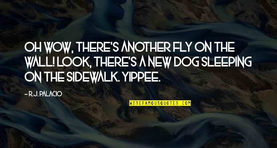 Sidewalk Quotes By R.J. Palacio: Oh wow, there's another fly on the wall! Sidewalk Quotes By R.J. Palacio: Oh wow, there's another fly on the wall!