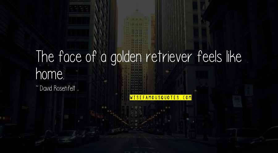 Siperstein Quotes By David Rosenfelt: The face of a golden retriever feels like Siperstein Quotes By David Rosenfelt: The face of a golden retriever feels like