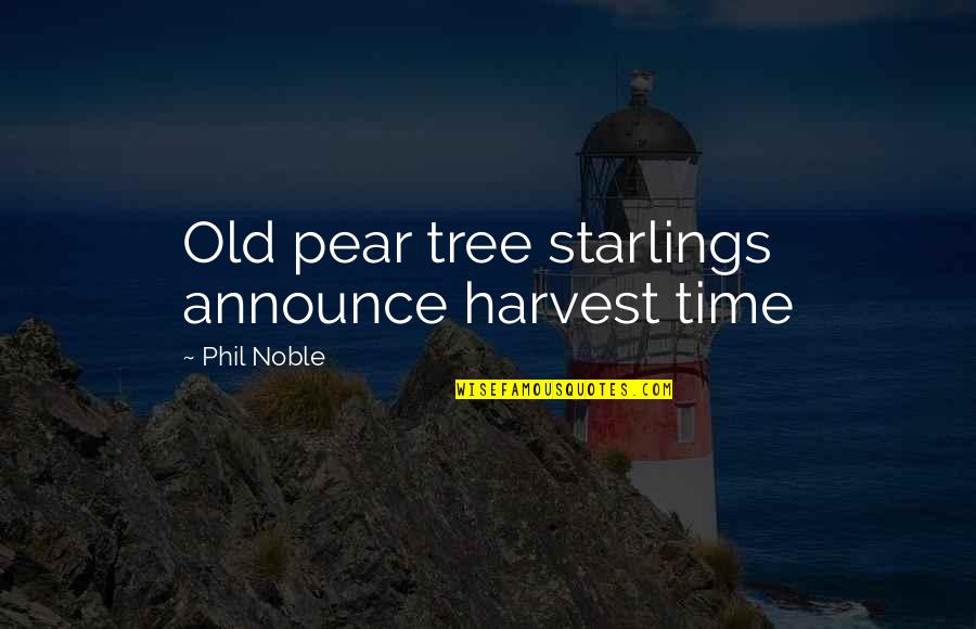 Small Sky Quotes By Phil Noble: Old pear tree starlings announce harvest time