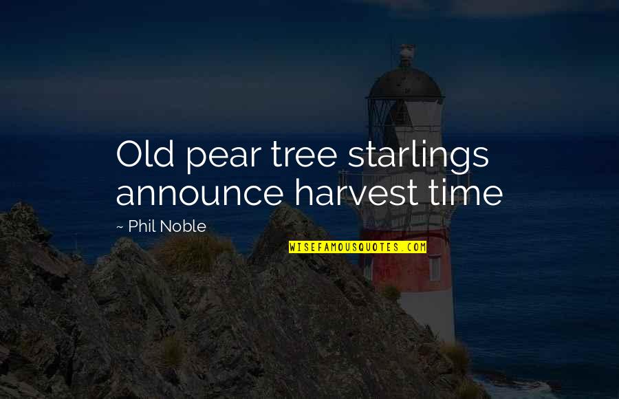 Small Sky Quotes By Phil Noble: Old pear tree starlings announce harvest time Small Sky Quotes By Phil Noble: Old pear tree starlings announce harvest time
