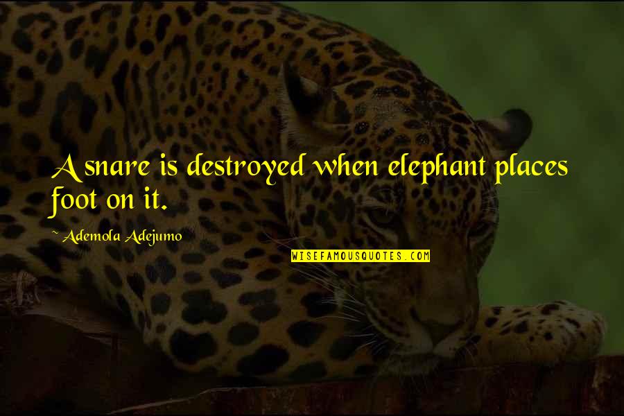 Snare Quotes By Ademola Adejumo: A snare is destroyed when elephant places foot