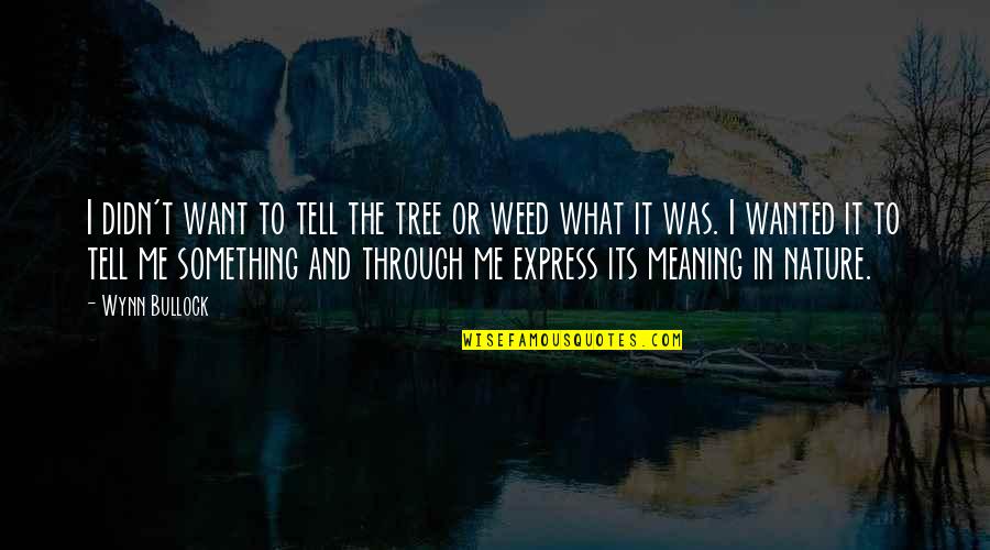 Something I Want To Tell You Quotes By Wynn Bullock: I didn't want to tell the tree or