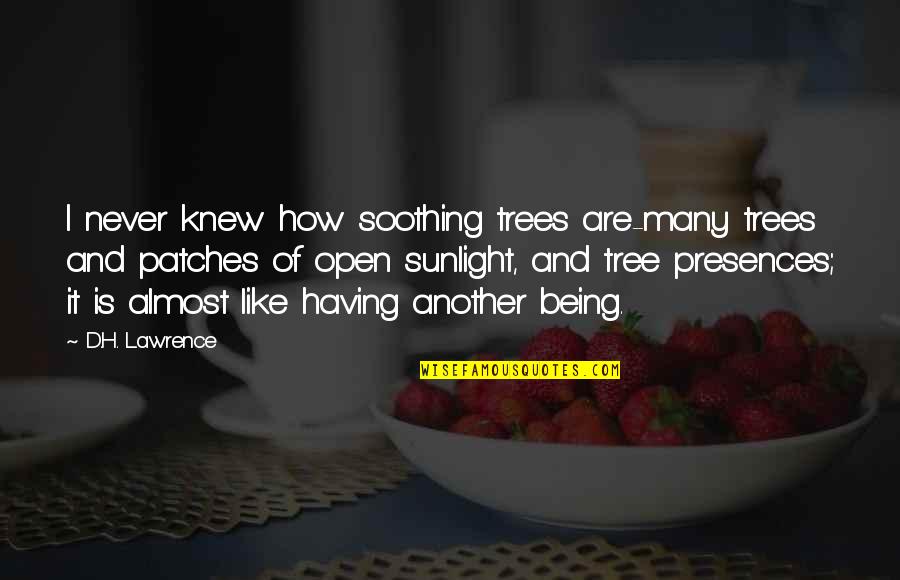 Soothing Nature Quotes By D.H. Lawrence: I never knew how soothing trees are-many trees
