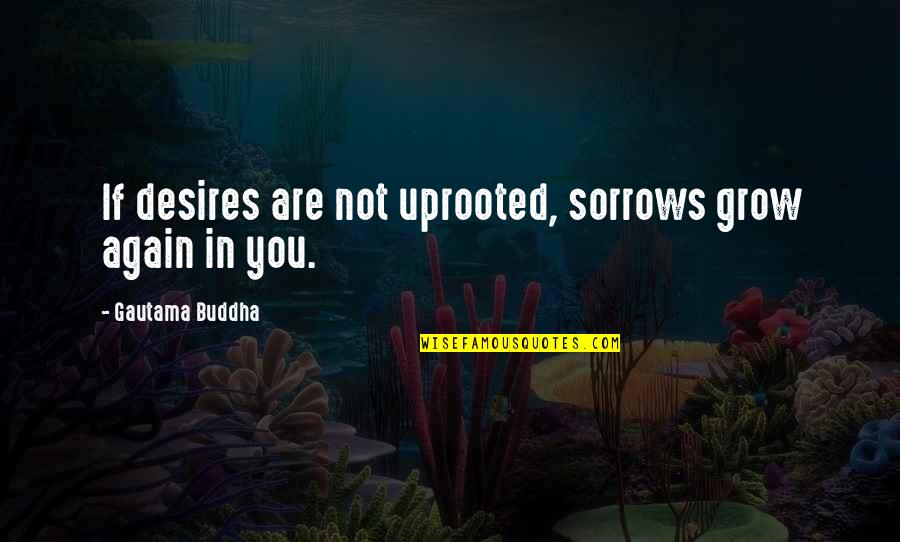 Sorrows Quotes By Gautama Buddha: If desires are not uprooted, sorrows grow again