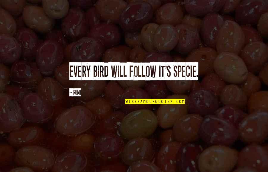 Specie Quotes By Rumi: Every bird will follow it's specie.