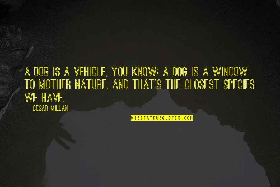 Species's Quotes By Cesar Millan: A dog is a vehicle, you know; a