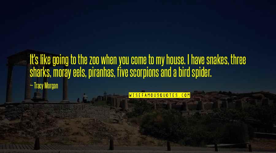 Spider Quotes By Tracy Morgan: It's like going to the zoo when you