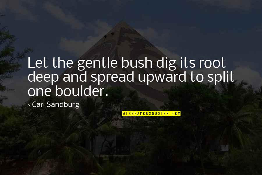 Split Quotes By Carl Sandburg: Let the gentle bush dig its root deep